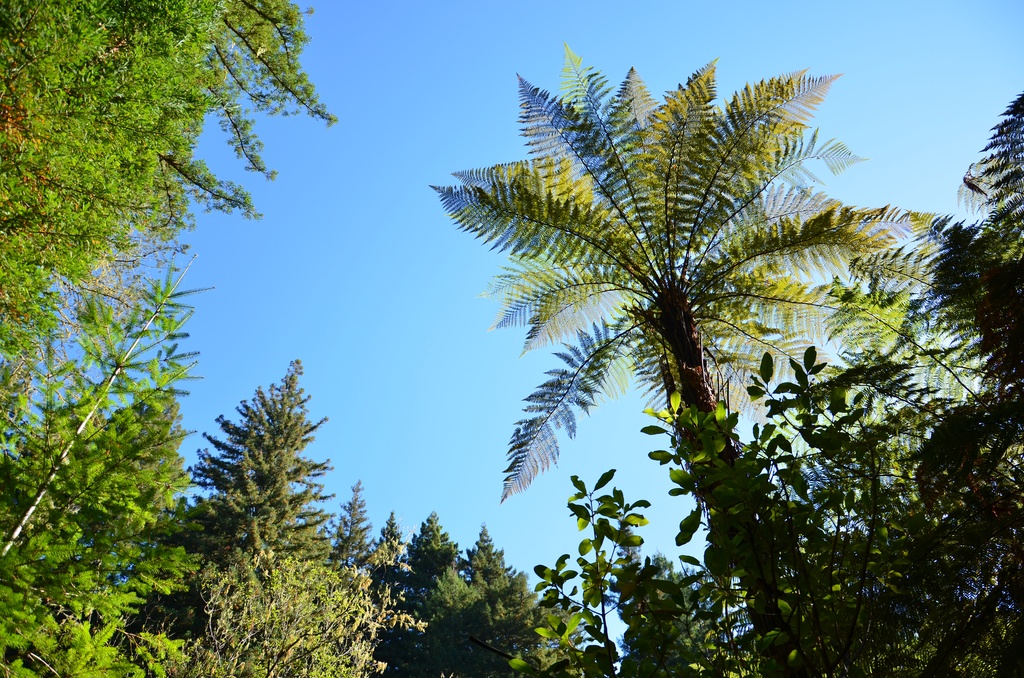 2017-03 New Zealand/Red Woods/DSC_0140.JPG